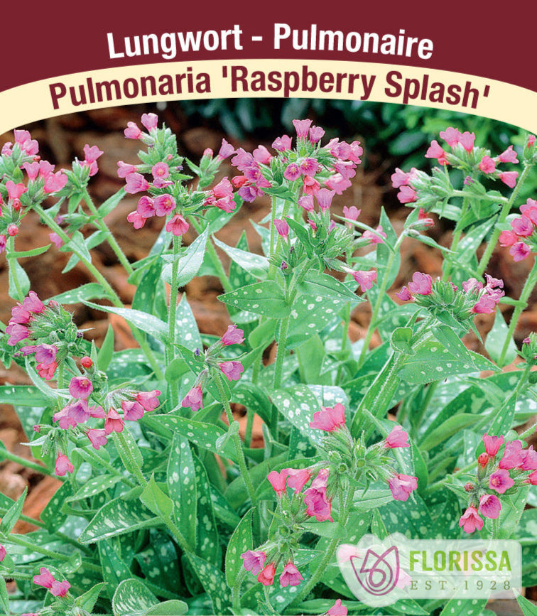 Pulmonaria - Raspberry Splash, 1 Pack