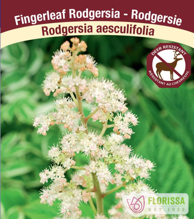 Rodgersia aesculifolia, 1 Pack