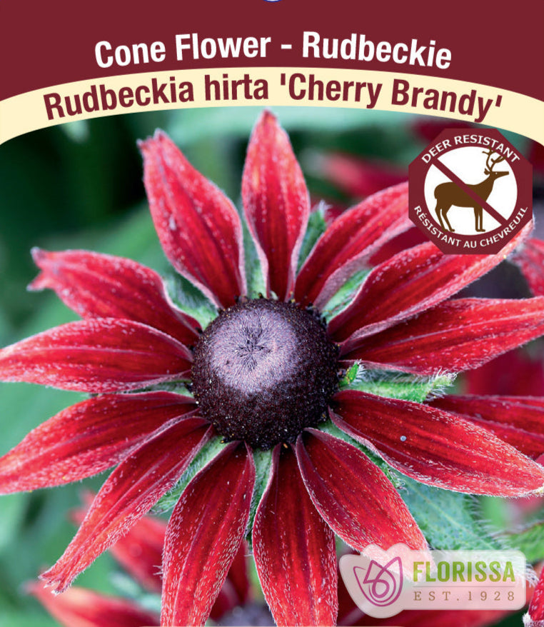 Rudbeckia hirta - Cherry Brandy, 1 Pack