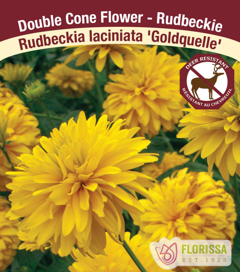 Rudbeckia fulgida - Little Gold Star, 1 Pack