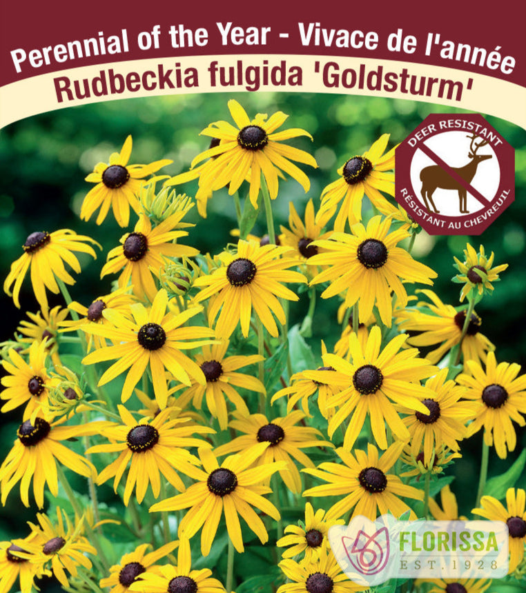 Rudbeckia fulgida - Goldsturm, 1 Pack