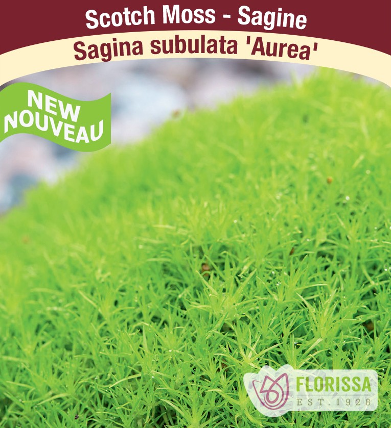 Sagina subulata - Aurea, 1 Pack