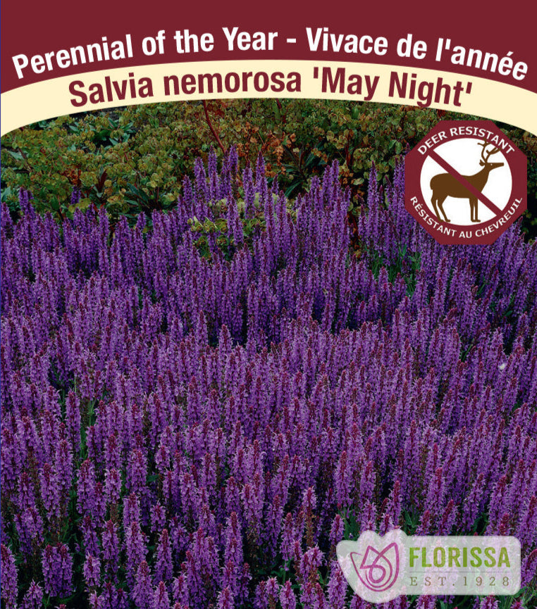 Salvia nemorosa - May Night, 1 Pack