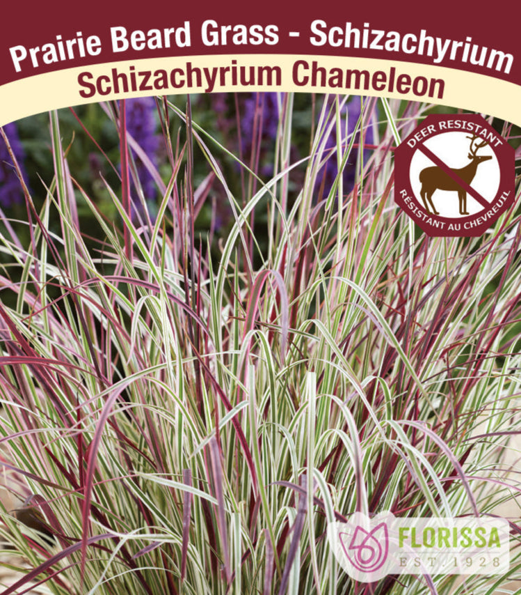 Schizachyrium scoparium - Chameleon, 1 Pack