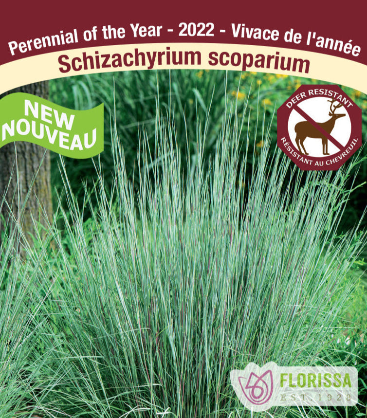 Schizachyrium - scoparium, 1 Pack