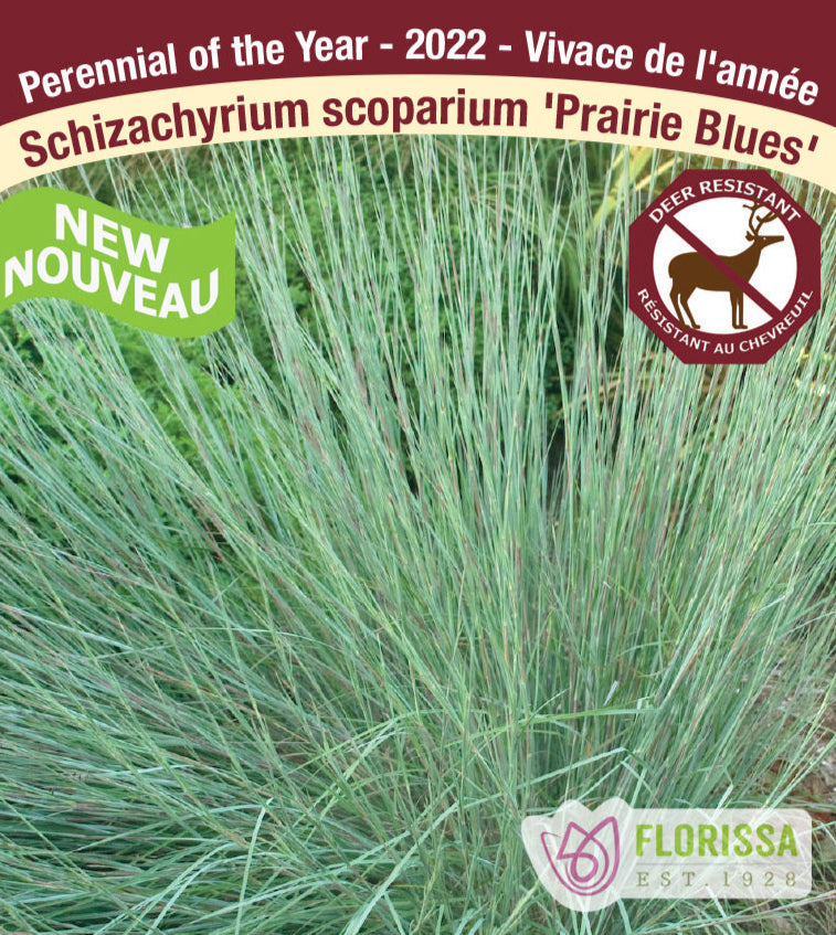 Schizachyrium scoparium - Prairie Blues, 1 Pack