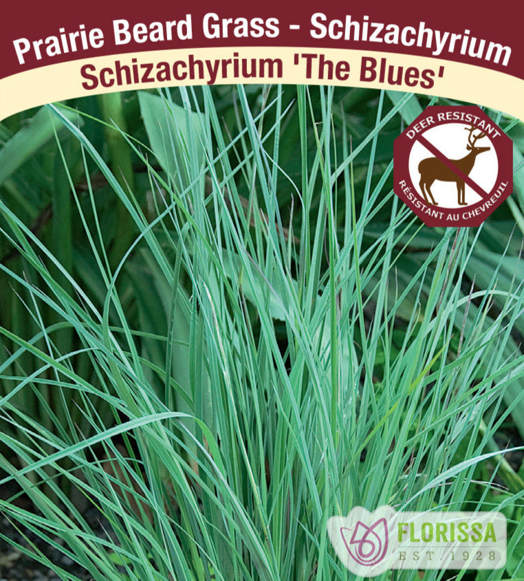 Schizachyrium scoparium - The Blues, 1 Pack