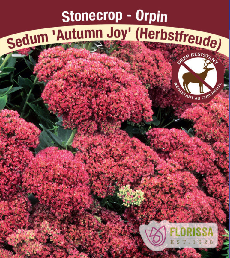 Sedum Autumn Joy 1 Pack Wildwood Outdoor Living sedum-autumn-joy-1-pack-wildwood-outdoor-living