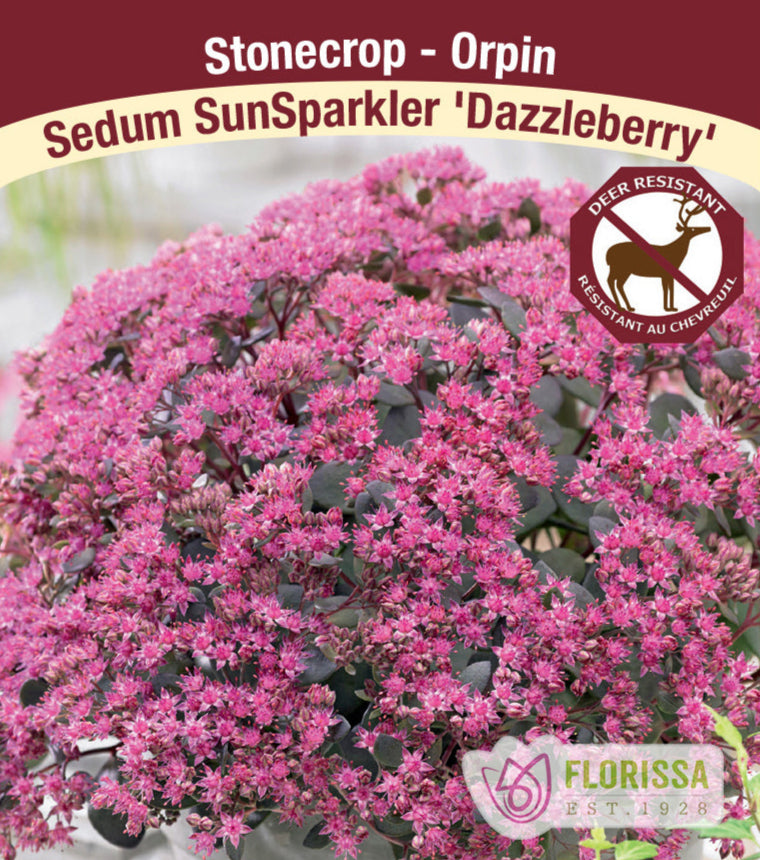 Sedum SunSparkler - Dazzle Berry, 1 Pack