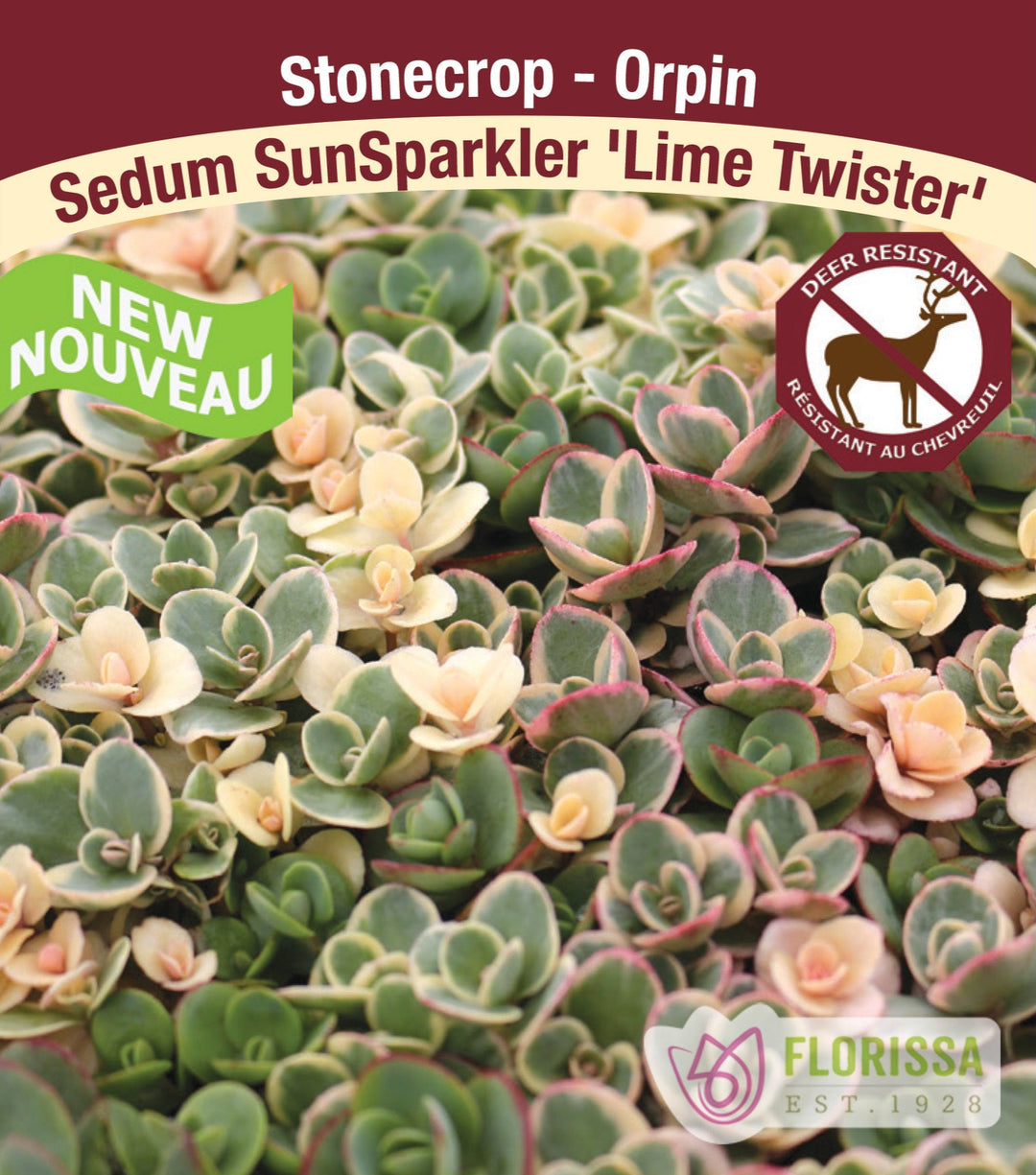 Sedum SunSparkler - Lime Twister, 1 Pack