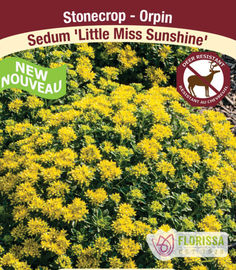 Sedum - Little Miss Sunshine, 1 Pack