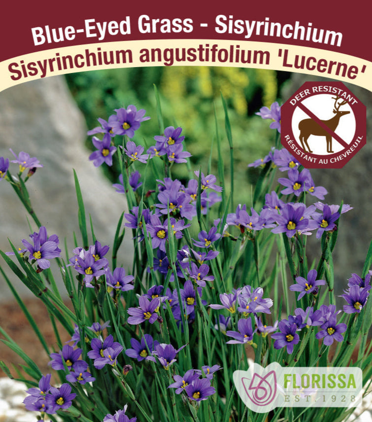Blue Eyed Grass - Lucerne, 1 Pack