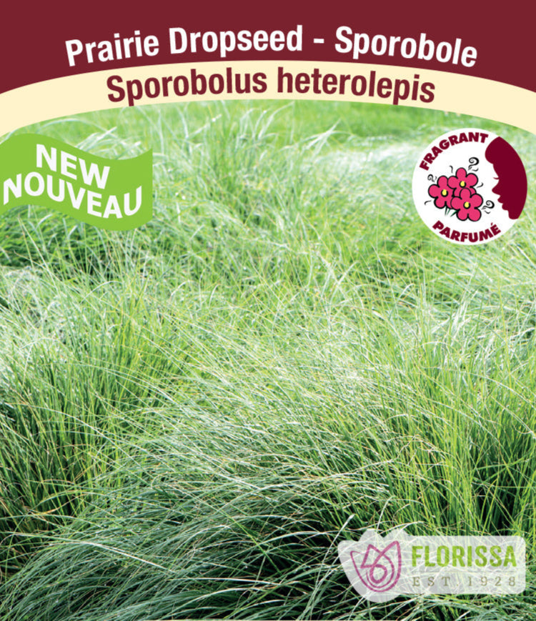 Sporobolus Heterolepis - Prairie Dropseed, 1 Pack