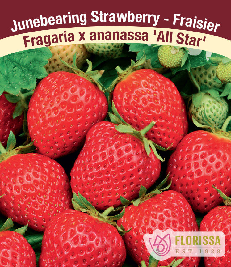 allstar strawberry seeds Strawberry | June Bearing | All Star
