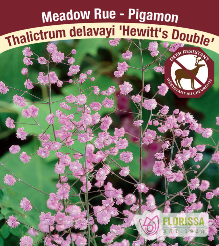 Thalictrum delavayi – Hewitt’s Double, 1 Pack