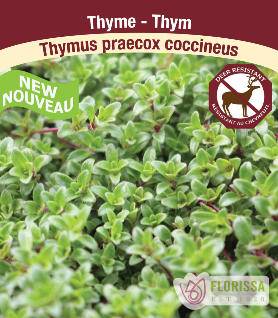 Thyme - Thymus praecox coccineus, 1 Pack