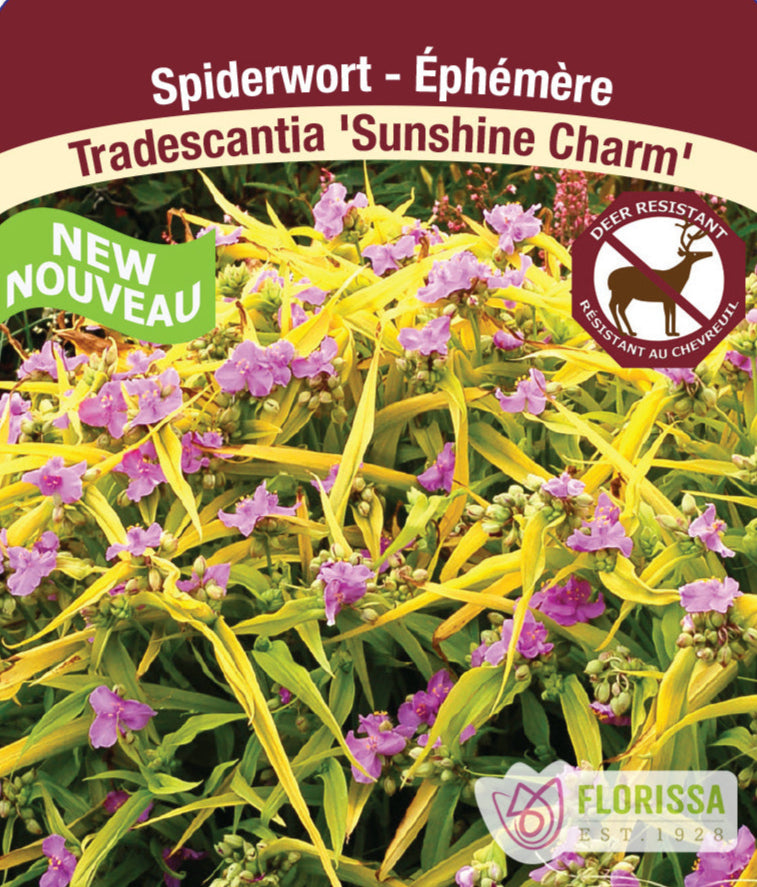 Tradescantia - Sunshine Charm, 1 Pack