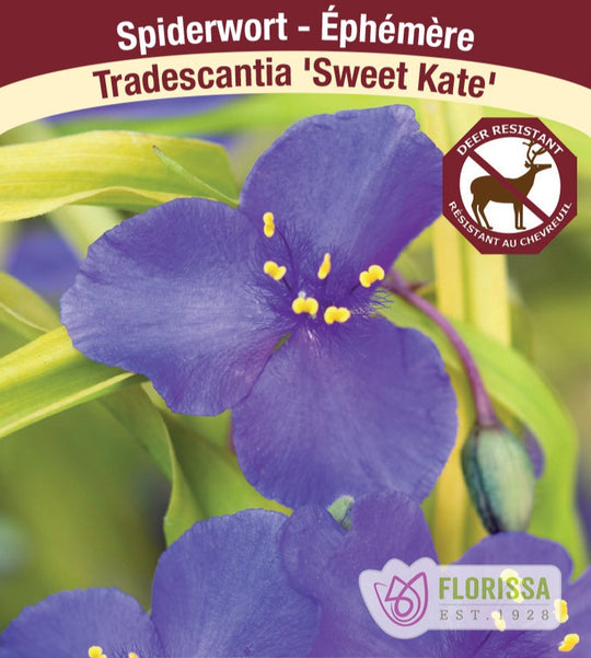 Tradescantia - Sweet Kate