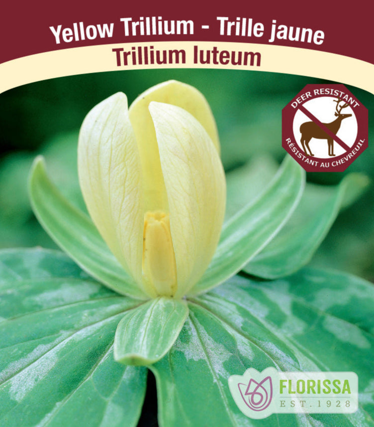 Yellow Trillium - Trillium luteum, 1 Pack