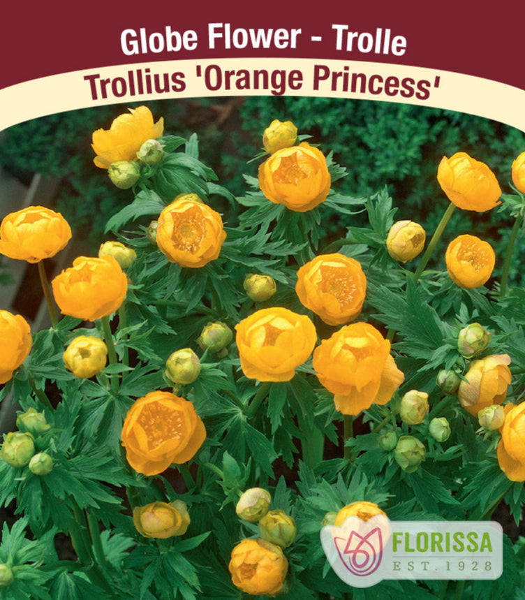 Trollius - Orange Princess, 1 Pack