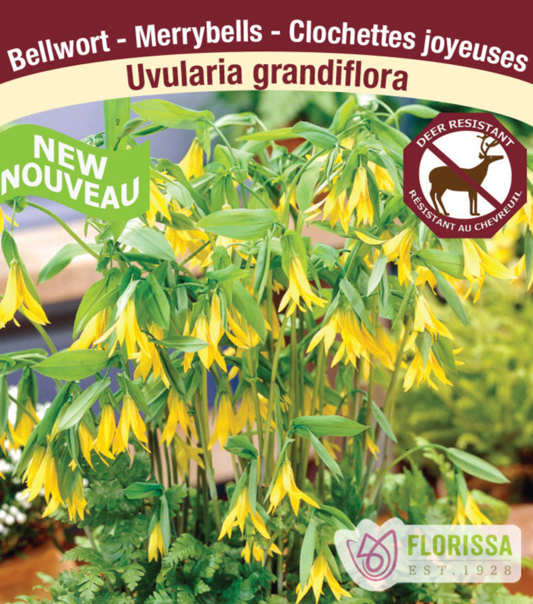 Uvularia grandiflora, 1 Pack
