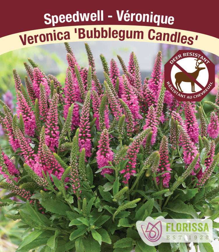 Veronica - Bubblegum Candles, 1 Pack