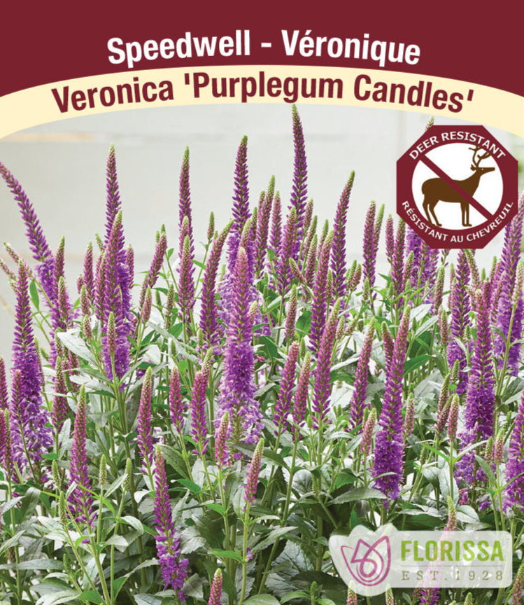 Veronica - Purplegum Candles, 1 Pack