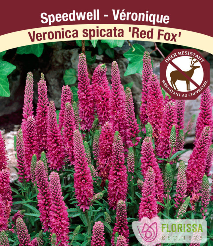 Veronica spicata - Red Fox, 1 Pack