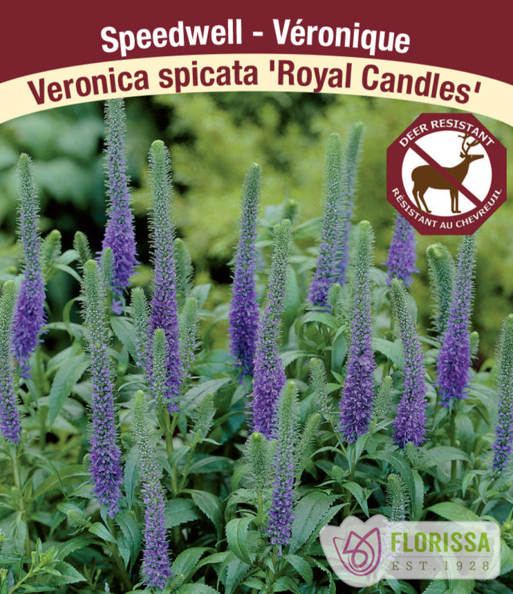 Veronica spicata - Royal Candles, 1 Pack