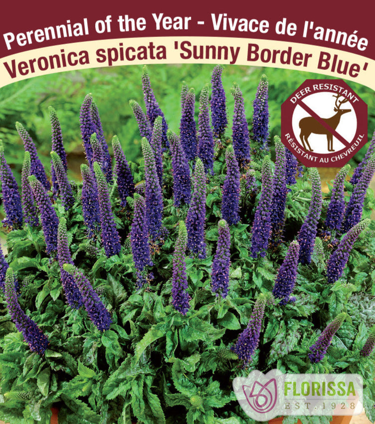 Veronica spicata - Sunny Border Blue, 1 Pack