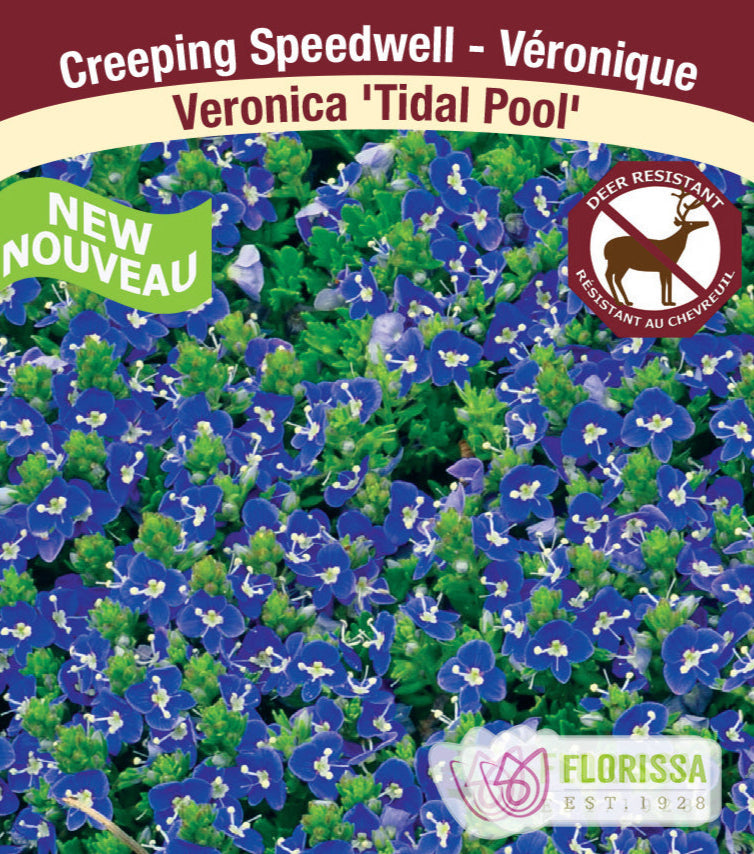 Veronica - Veronica Tidal Pool, 1 Pack