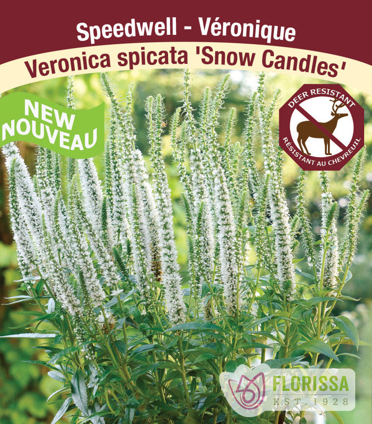 Veronica spicata - Snow Candles, 1 Pack