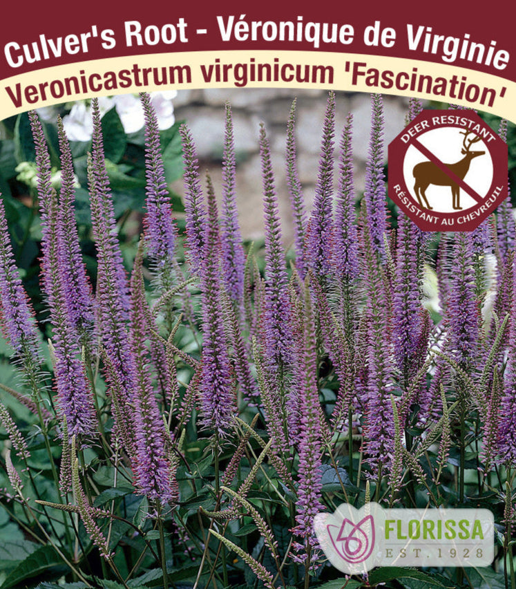 Veronicastrum virginicum - Fascination, 1 Pack