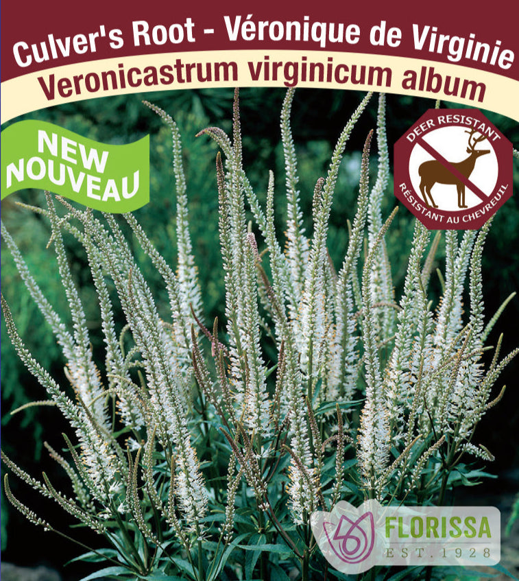 Veronicastrum virginicum - Album, 1 Pack