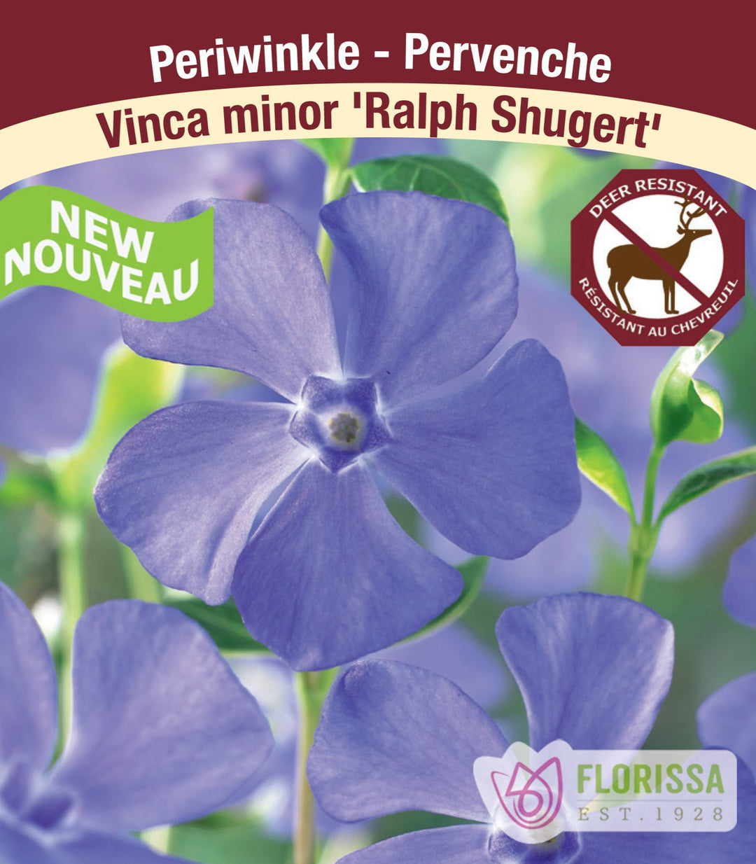 Vinca - Ralph Shugert, 1 Pack