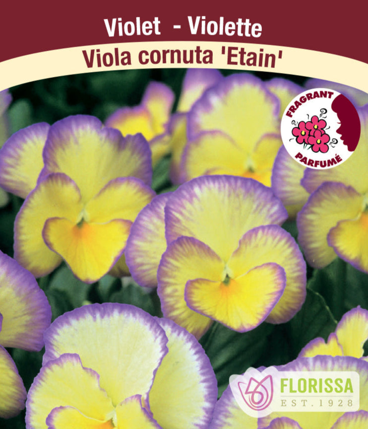 Viola - Viola cornuta Etain, 1 Pack