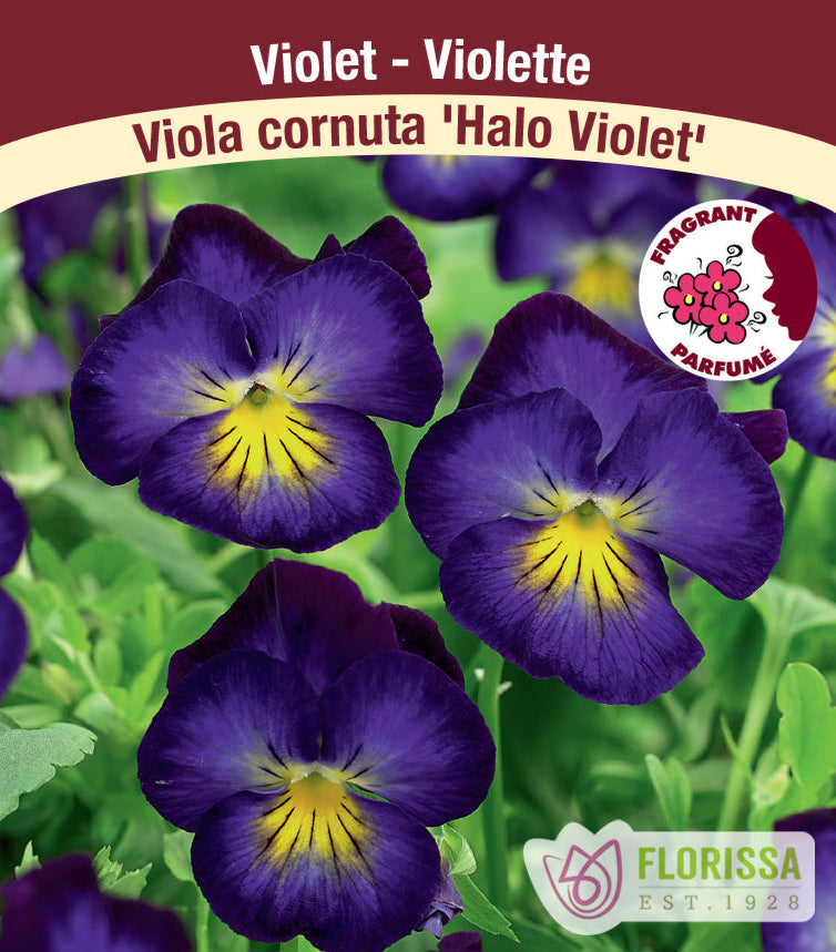 Viola - Viola cornuta Halo Violet, 1 Pack
