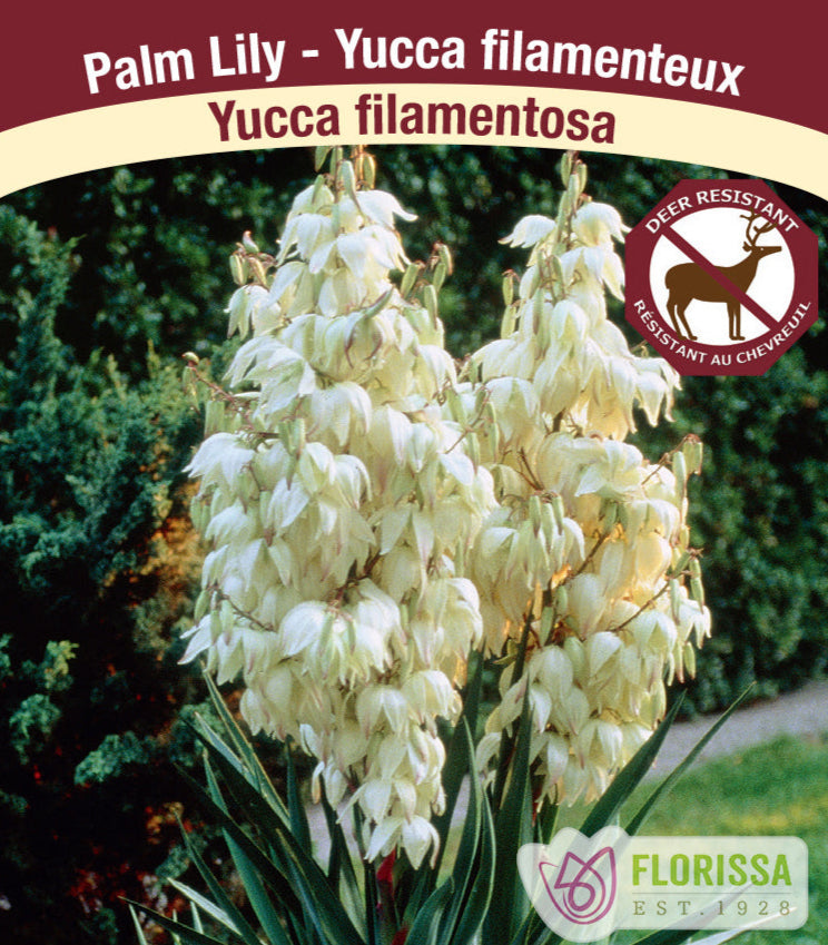 Yucca - filamentosa, 1 Pack