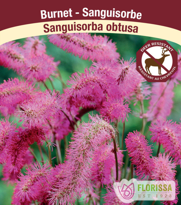 Sanguisorba - obtusa, 1 Pack