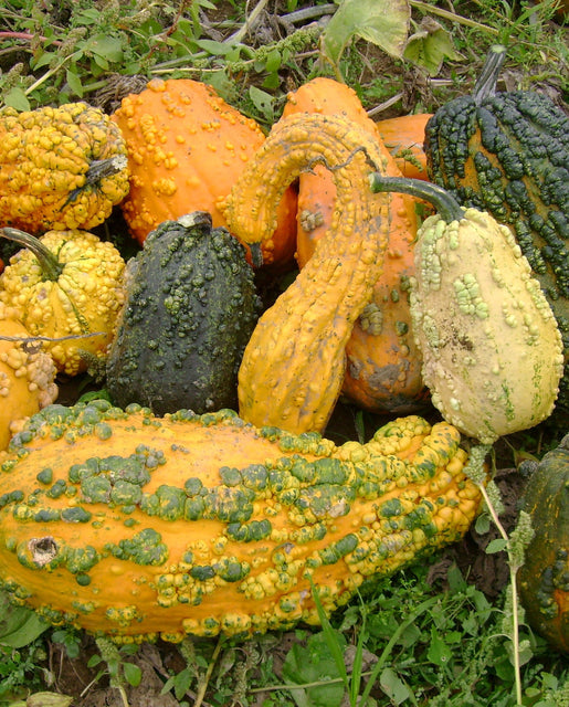 Gourd Lunch Lady Mix - West Coast Seeds