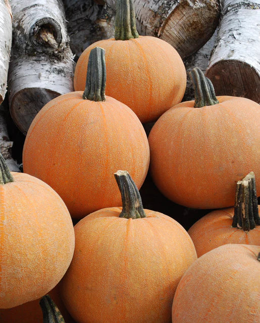 Organic Pumpkin Winter Luxury - West Coast Seeds