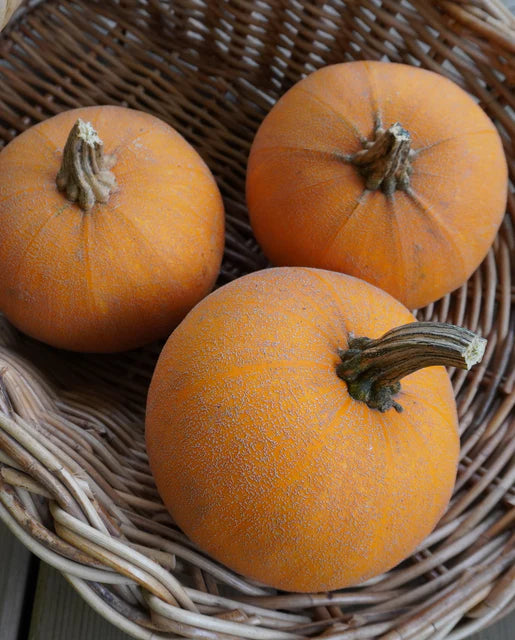 Organic Pumpkin Winter Luxury - West Coast Seeds