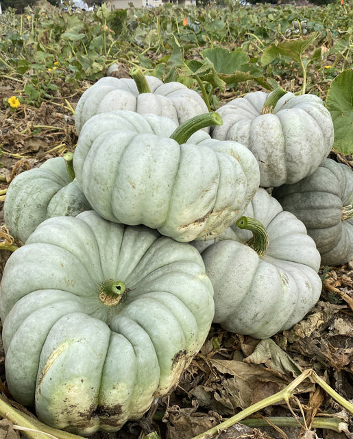 Pumpkin Mint Prince - West Coast Seeds