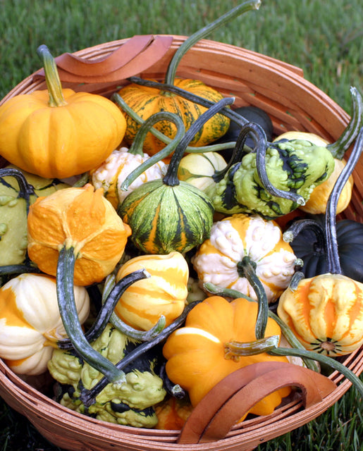 Gourd Galaxy of Stars - West Coast Seeds