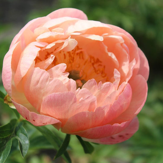 Peony - Coral Sunset | Fall Planting Roots