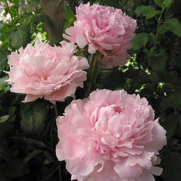 Peony - Sarah Bernhardt | Fall Planting Roots