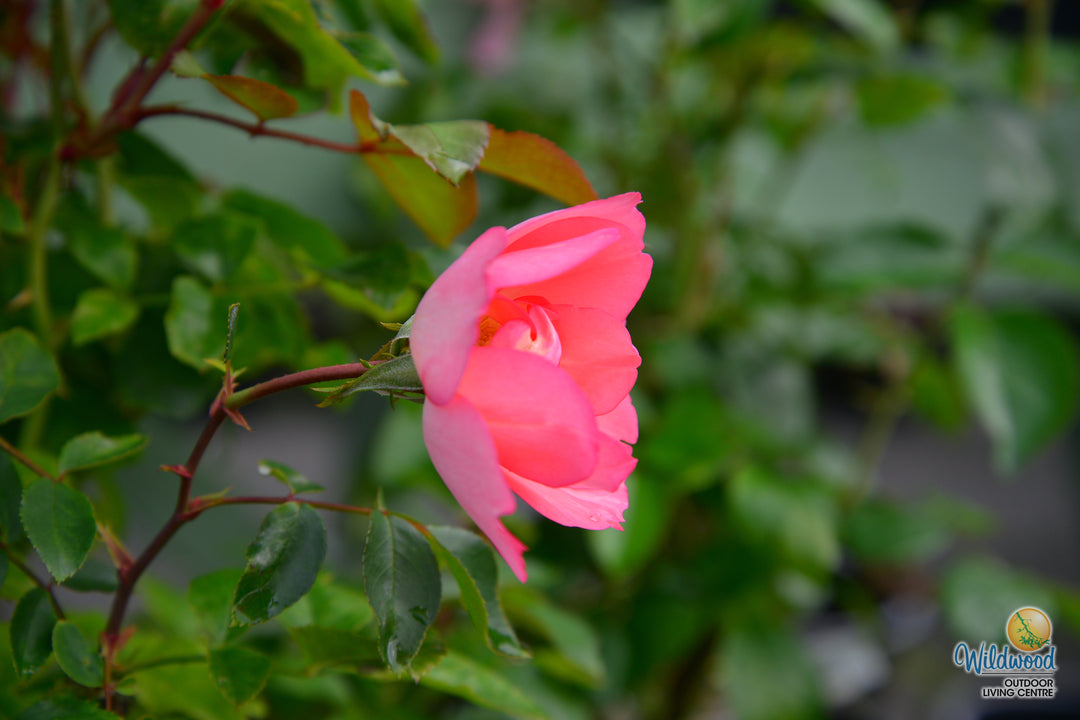 Passionate Kisses® - Star Roses and Plants