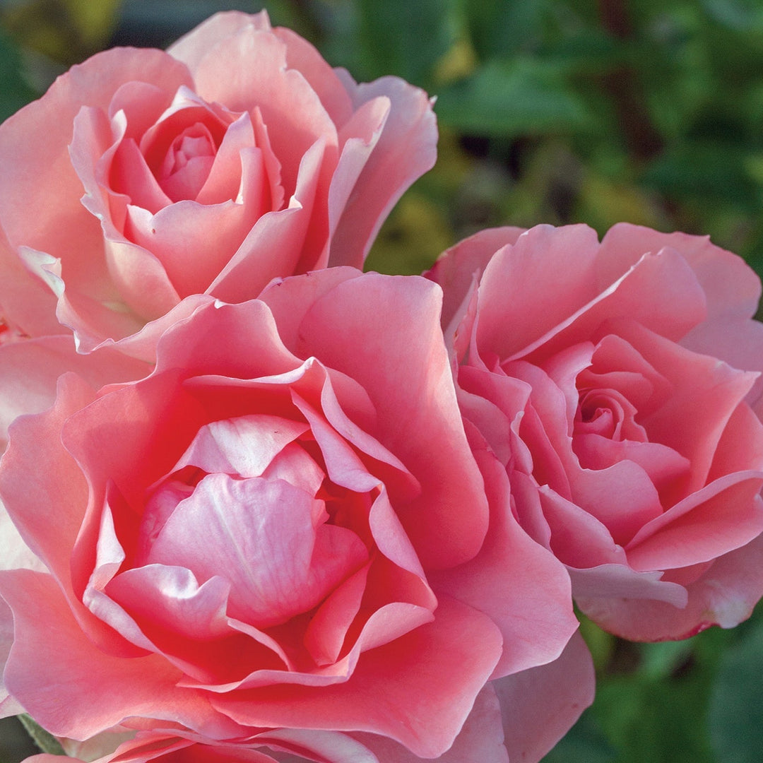 Passionate Kisses® - Star Roses and Plants