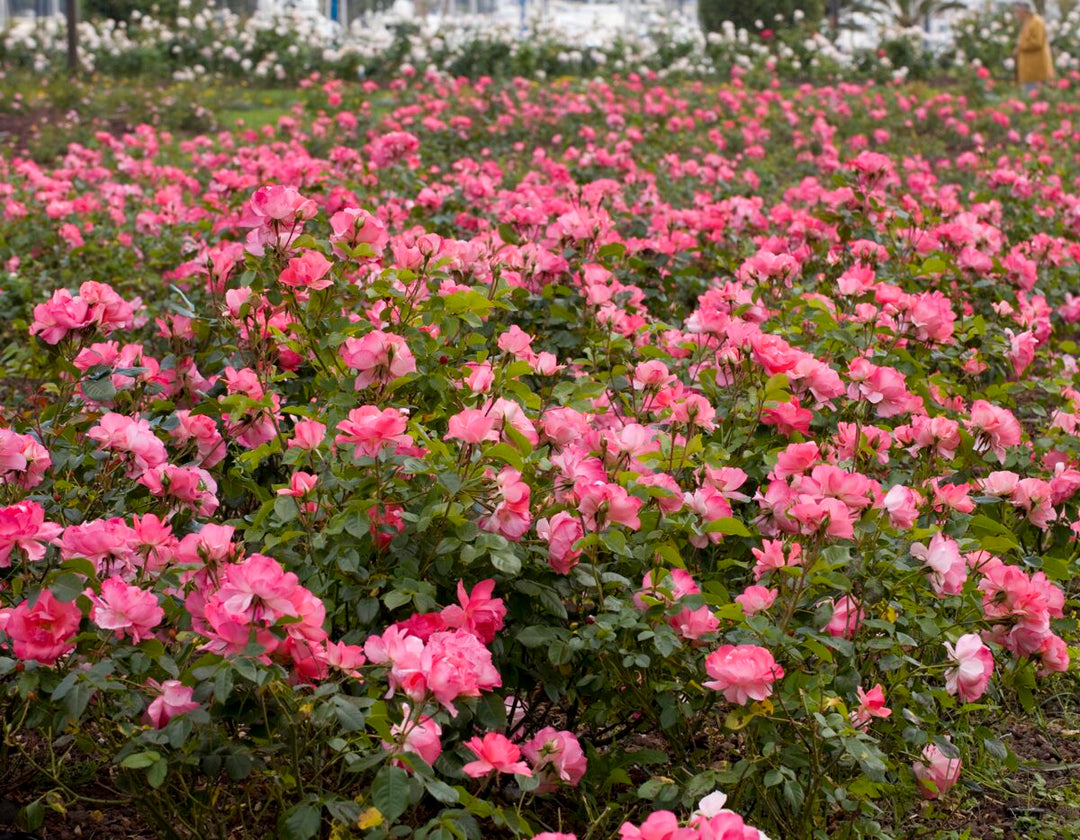 Passionate Kisses® - Star Roses and Plants