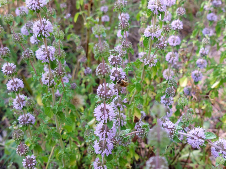 Pennyroyal - Eagleridge Seeds